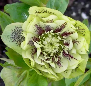 Helleborus. Foto: Wies Voesten