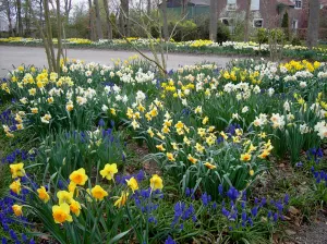 Tuinenroute binnen de Tulpenroute in de NOPolder Narcissenborders. Foto: Wies Voesten