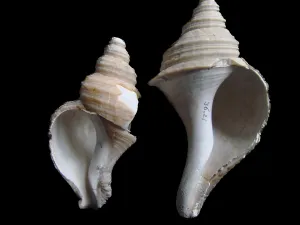 Natuurspreekuur Strandfossielen Fossiele noordhorens - Foto: Harry Raad