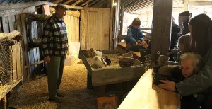 Dieren knuffelen in de levende kerststal