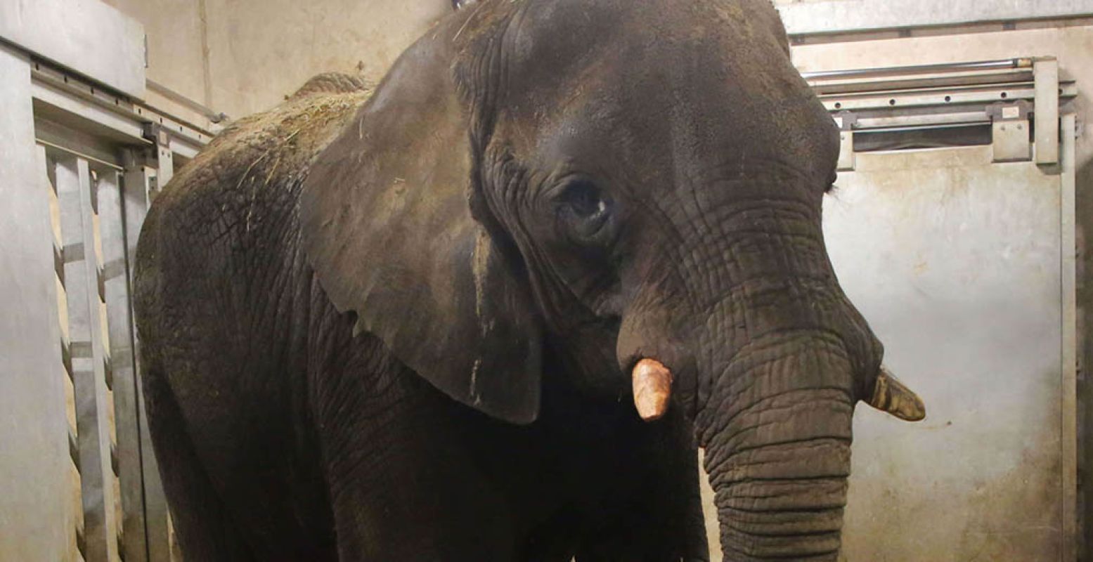 Afrikaanse olifanten staan bekend om hun onvoorspelbaarheid rond pasgeboren olifanten. Foto: Ouwehands Dierenpark.