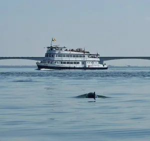 Zeehonden safari vanuit Sint- Anneland fotograaf 