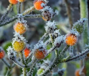 Winterwandeling Foto geüpload door gebruiker Geldersch Landschap en Kasteelen