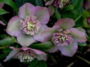 Helleborus. Foto: Wies Voesten 