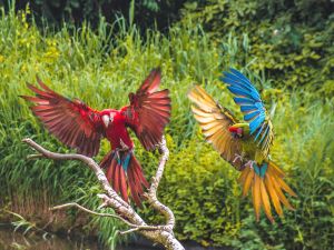 Vogelpark Avifauna