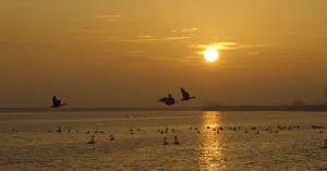 Vaar met zonsondergang mee naar Vogeleiland | Foto geüpload door gebruiker Natuurmonumenten.