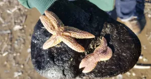 Strandexpeditie op het strand; ontdek wat hier leeft | Foto geüpload door gebruiker Natuurmonumenten.