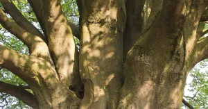 Bomen op Veluwezoom.  Ontdek het Wood Wide Web Bomen op Veluwezoom.  Ontdek het Wood Wide Web | Foto geüpload door gebruiker Natuurmonumenten.