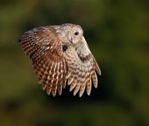 Avondwandeling Foto geüpload door gebruiker Geldersch Landschap en Kasteelen