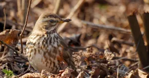 Beleef de vogeltrek, op zoek naar trekvogel in het Zwanenwater | Foto geüpload door gebruiker Natuurmonumenten.