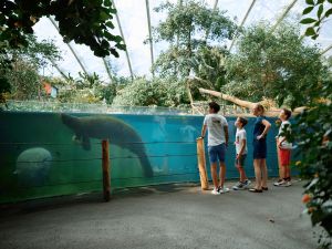 Bezoek de zeekoeien in de Mangrove. Foto: Burgers' Zoo