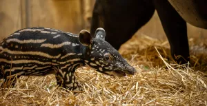 Beschuit met muisjes in de Nederlandse dierentuinen! Een pasgeboren tapir in de ZOO Antwerpen. Foto: Jonas Verhulst