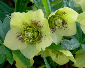 Helleborusdagen in de Noordoostpolder Helleborus. Foto: Wies Voesten