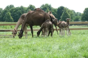 Foto: Kamelenmelkerij Smits