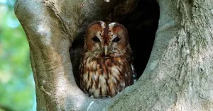 OERRR (4 t/m 7) Voorlezen voor de kleintjes OERRR (4 t/m 7) Voorlezen voor de kleintjes | Foto geüpload door gebruiker Natuurmonumenten.