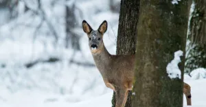 Met de gids op stap in Februari Met de gids op stap in Februari | Foto geüpload door gebruiker Natuurmonumenten.