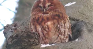 Een avond met de bosuil en ander nachtleven op  Huis ter Heide Een avond met de bosuil en ander nachtleven op  Huis ter Heide | Foto geüpload door gebruiker Natuurmonumenten.