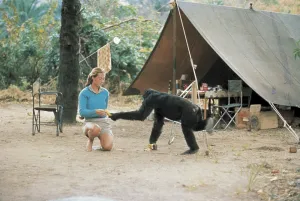 World Chimpanzee Day in Museon-Omniversum Foto: Jane Goodall Instituut Nederland