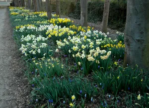 Tuinenroute binnen de Tulpenroute in de NOPolder Narcissenborders. Foto: Wies Voesten