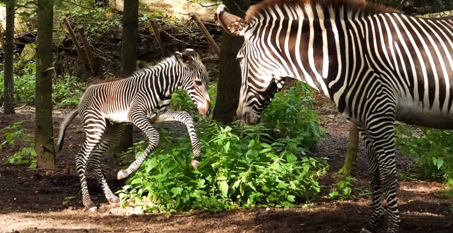 Na een draagtijd van 13 maanden is het veulentje veilig ter wereld gebracht. Foto: Dierenpark Amersfoort