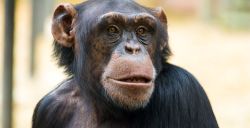 Openingsdatum chimpanseevallei DierenPark Amersfoort