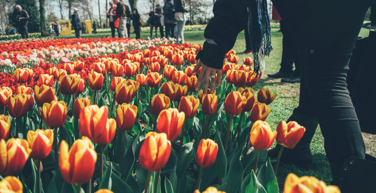 Het beroemste schouwspel blijven de tulpen. Foto: Mario Gogh via  unsplash 