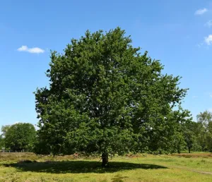 Bomen en struiken op de Groote Heide Foto: Limburgs Landschap Gouda | Foto geüpload door gebruiker.