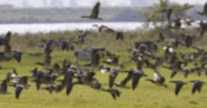 Herfsttrek van de vogels op Tiengemeten | Foto geüpload door gebruiker Natuurmonumenten.