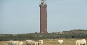 Natuur rondom de vuurtoren van Ouddorp | Foto geüpload door gebruiker Natuurmonumenten.