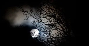 Spanning en bewondering voor de Nacht in Fort Ellewoutsdijk | Foto geüpload door gebruiker Natuurmonumenten.