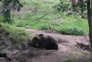 De beren zijn wakker!