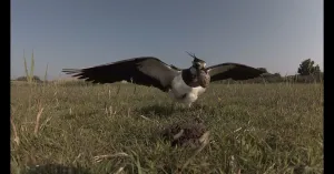 Eerste vroege voorjaarsvogels kijken in natuurgebied Waalenburg - De Marel, Texel | Foto geüpload door gebruiker Natuurmonumenten.