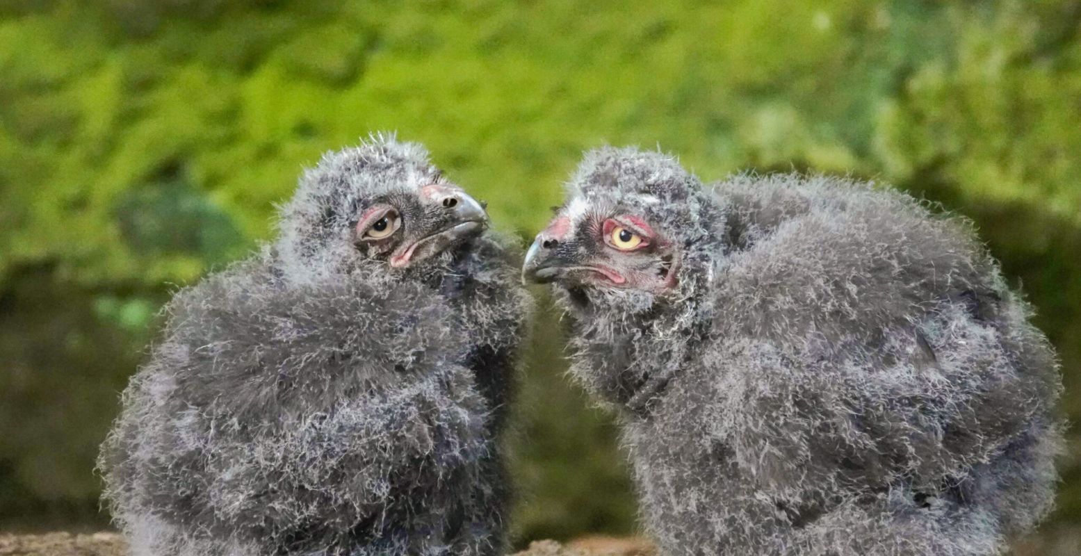 Deze lieve donzige sneeuwuilkuikentjes zijn geboren. Foto: Dierenpark Amersfoort