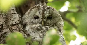 OERRR  (8 t/m 12 jaar) Ontdek het leven van uilen op Veluwezoom OERRR  (8 t/m 12 jaar) Ontdek het leven van uilen op Veluwezoom | Foto geüpload door gebruiker Natuurmonumenten.