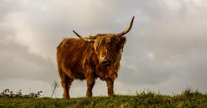 De Schotse hooglanders van Tiengemeten De Schotse hooglanders van Tiengemeten | Foto geüpload door gebruiker Natuurmonumenten.