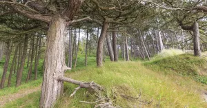 Bosbaden tijdens de November Wandelmaand op Schiermonnikoog Bosbaden tijdens de November Wandelmaand op Schiermonnikoog | Foto geüpload door gebruiker Natuurmonumenten.