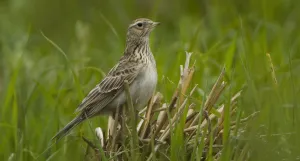 Ontdek de vogels van de Groote Heide Foto: Limburgs Landschap Gouda | Foto geüpload door gebruiker limburgslandschap