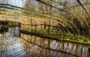 Rondleiding in de Eendenkooi Warmond Foto: Eendenkooi Warmond