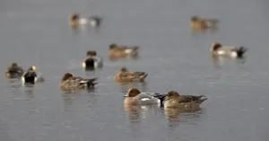 Watervogelexcursie in natuurgebied Waalenburg - De Marel, Texel Watervogelexcursie in natuurgebied Waalenburg - De Marel, Texel | Foto geüpload door gebruiker Natuurmonumenten.