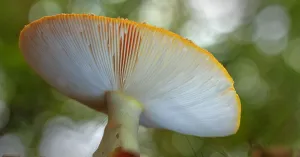 Een heerlijke herfstwandeling | Foto geüpload door gebruiker Natuurmonumenten.