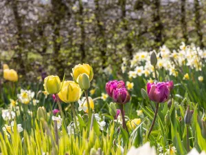 Foto: Bloemenpark Appeltern 