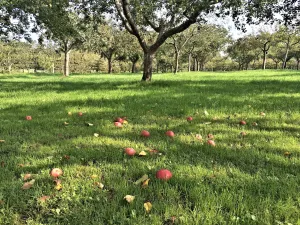 De smaak naar meer Foto: stichting De Fruithof