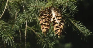 Kerstbomenwandeling met de boswachter - November Wandelmaand op Schiermonnikoog | Foto geüpload door gebruiker Natuurmonumenten.