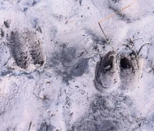 Diersporen Foto geüpload door gebruiker Geldersch Landschap en Kasteelen