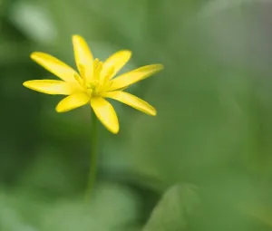 Voorjaarsbloeiers Foto geüpload door gebruiker Geldersch Landschap en Kasteelen