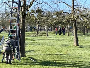 Hoogstamsnoeimesters: evaluatie en vooruitblik Foto: Limburgs Landschap Gouda | Foto geüpload door gebruiker limburgslandschap