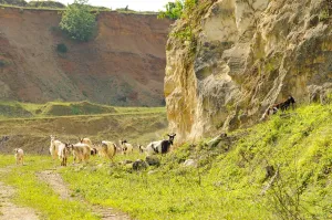 Publieksexcursie Curfsgroeve Fotobeschrijving: Kom de Curfsgroeve ontdekken tijdens een excursie van Het Limburgs Landschap op 3 