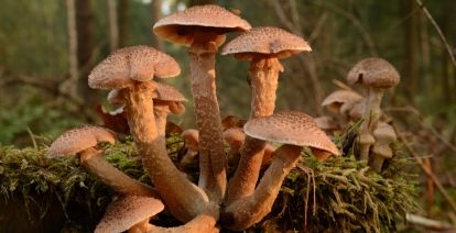 Wat is nu een betere manier om van de herfst te genieten dan met een natuurwandeling? Foto: Frank Nieuwenhuizen