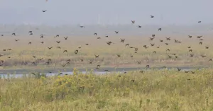 De vogels van Tiengemeten | Foto geüpload door gebruiker Natuurmonumenten.