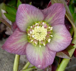 Helleborus. Foto: Wies Voesten 